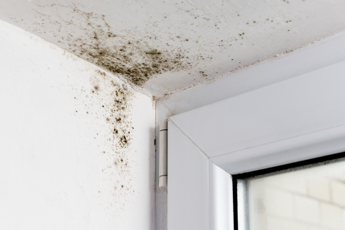 Schimmelbefall in der Zimmerecke an einer Fensterlaibung