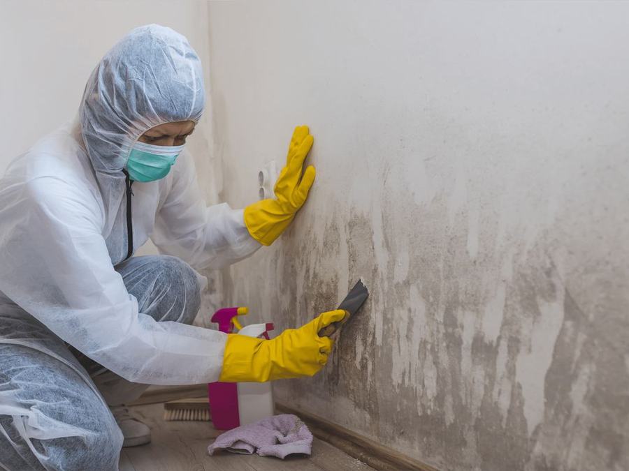 Fachgerechte Entfernung von Schimmelbefall an einer Wand